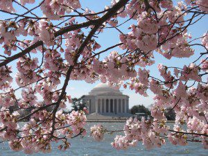 washington-dc-cherry-blossom-photo-2009-n-146-300x225