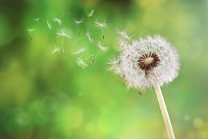 Dandelion-Dispersing-Seed Dandelion clock dispersing seed
