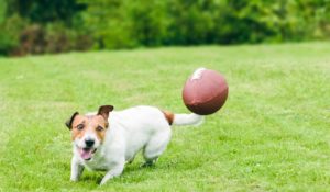 Amusing dog running to catch american football ball at back yard green grass lawn