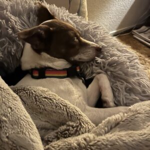 Elissa and Dave's dog, Missy