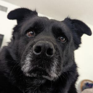 Gavin's dog, Lilly