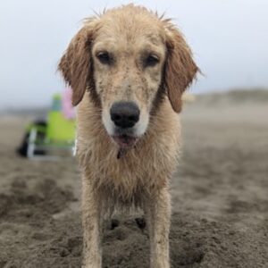 Rustin's dog, Murphy