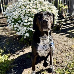 Tim's dog, Willy